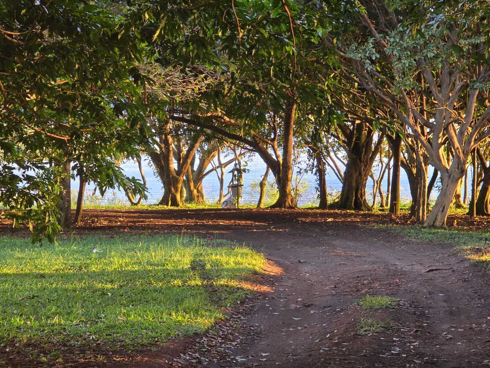 A dirt path leading to a body of water, surrounded by trees.