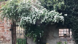 Un jardín rústico con un muro de ladrillo, una reja metálica y diversas macetas con plantas.