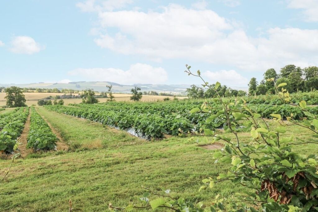 A vineyard with rows of grapevines under a clear sky.