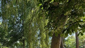 Un árbol con un diseño circular de piedras en su base, en un parque cubierto de césped.