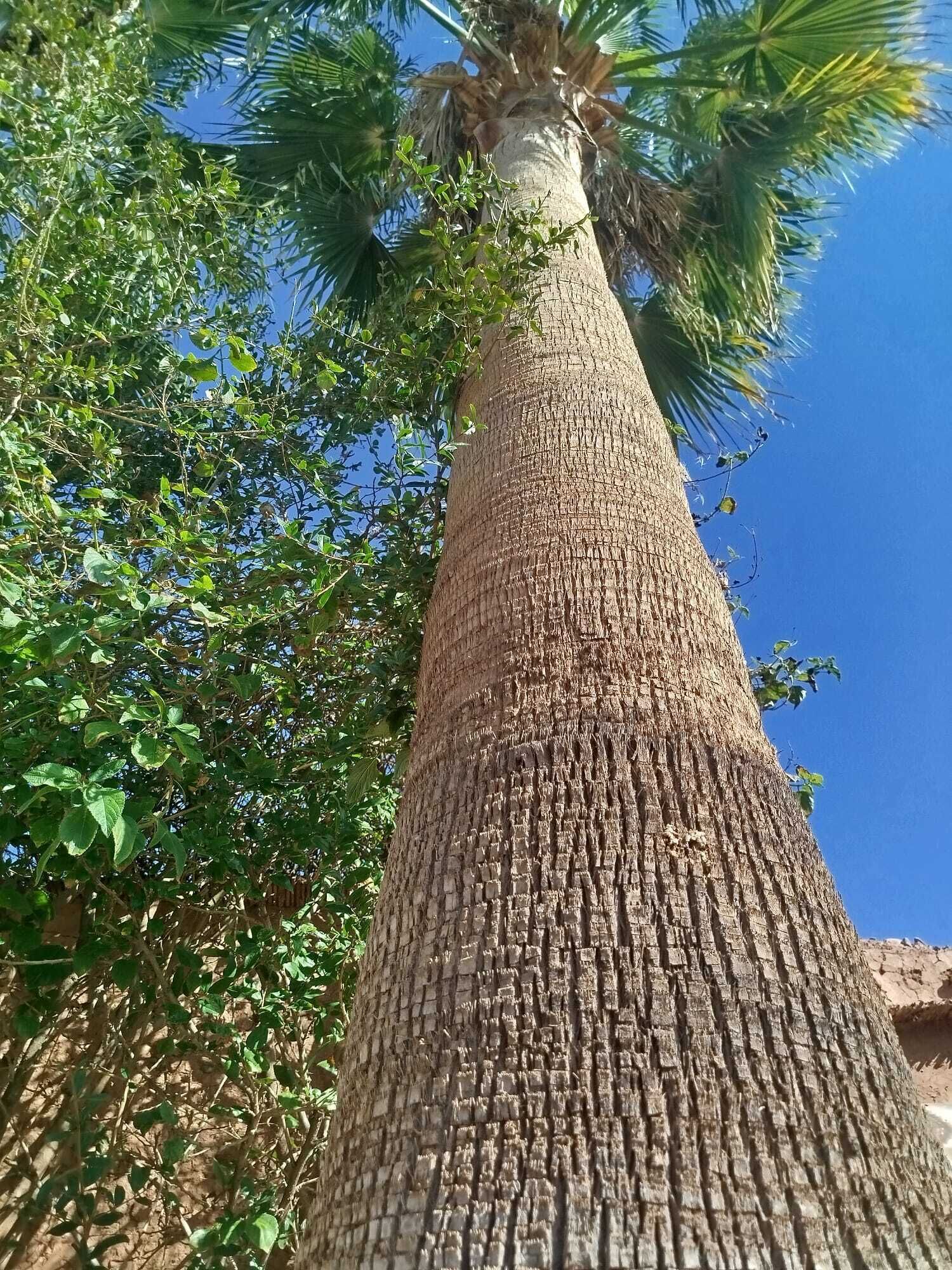 A tall palm tree with a textured trunk and dense foliage.