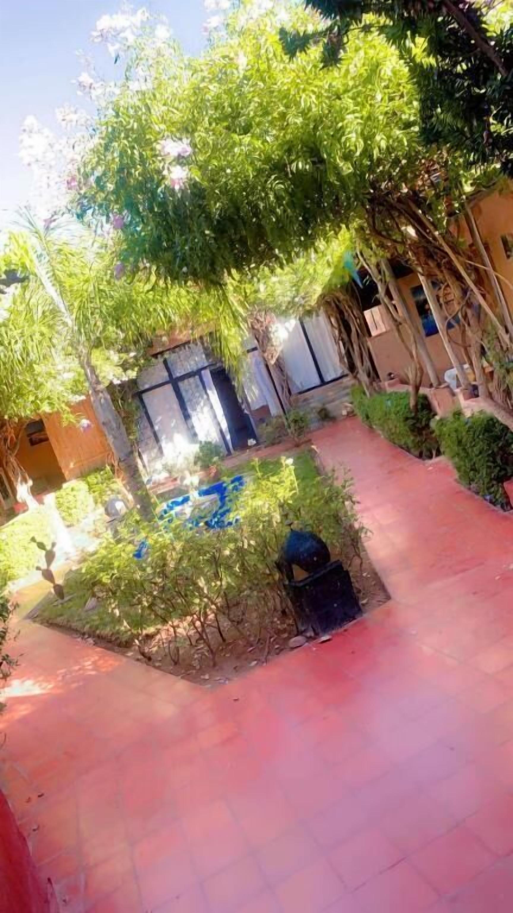 A courtyard with a paved walkway, surrounded by greenery and a building with a window and door.