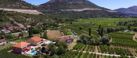 A vineyard with rows of grapevines, a swimming pool, and a building with a red roof.