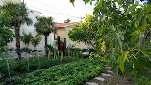Jardí amb diferents plantes i un camí de pedra.