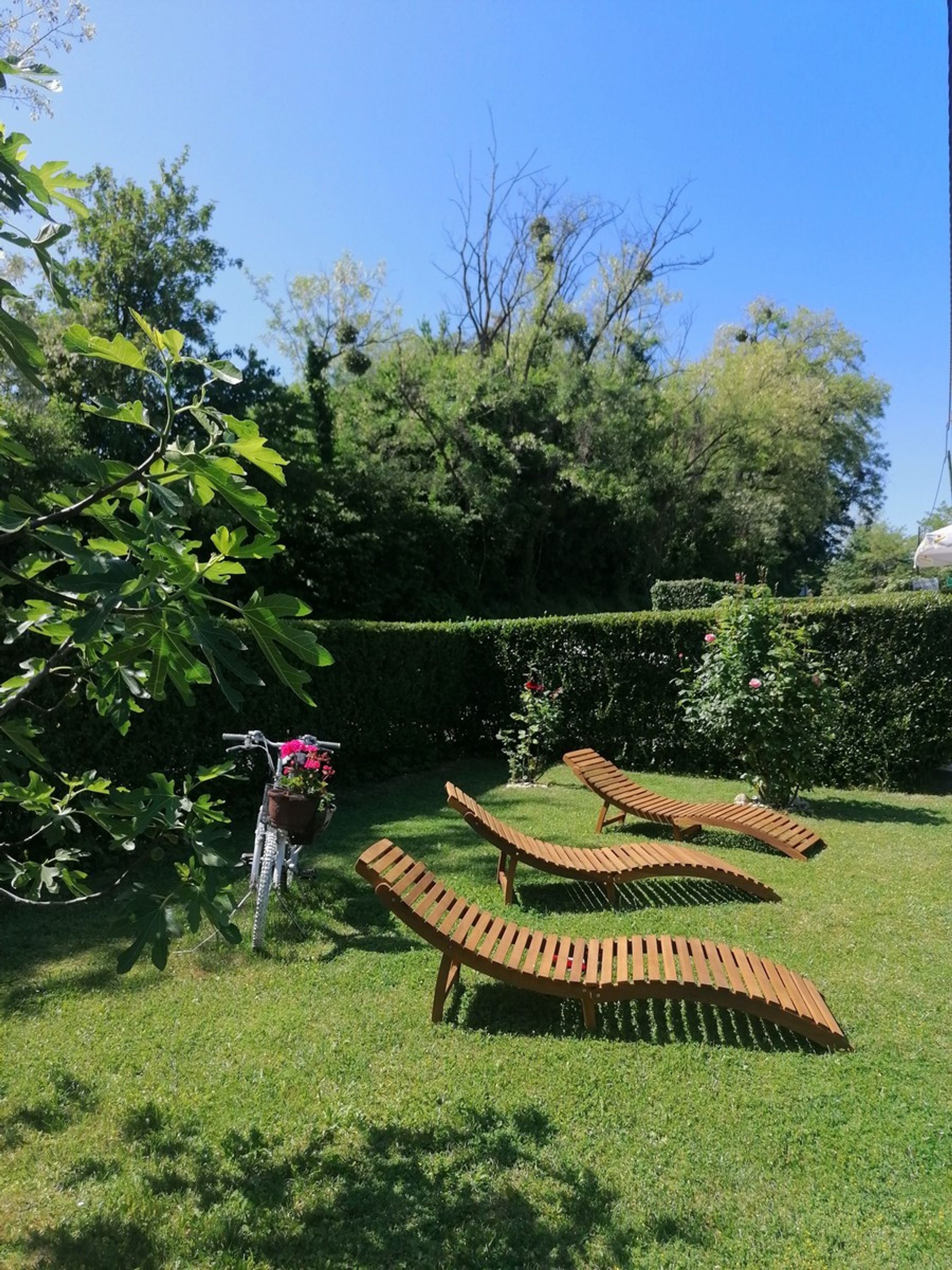 A garden with a bicycle, wooden lounge chairs, and a hedge.