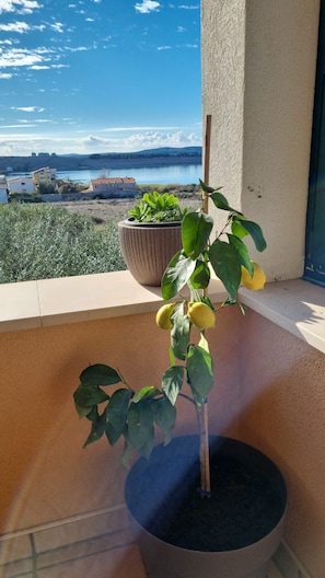 Ett litet citronträd i en kruka står på en balkong med utsikt över en sjö och byggnader i bakgrunden.