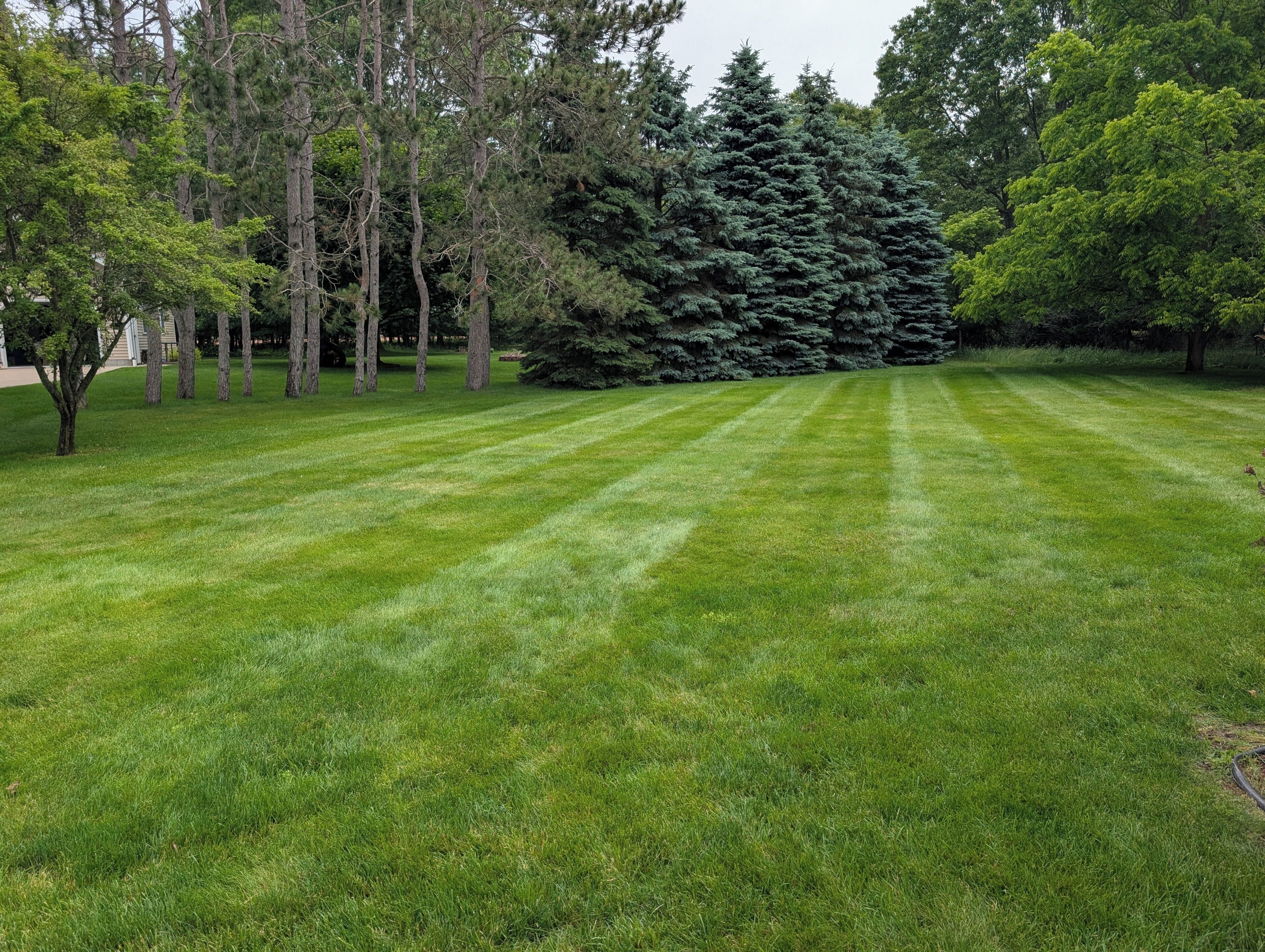 A well-maintained lawn with a variety of trees, including tall conifers and deciduous trees.