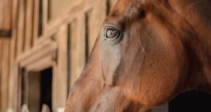 Villa mit 4 Schlaf- und 5 Badezimmern für 8 Gäste