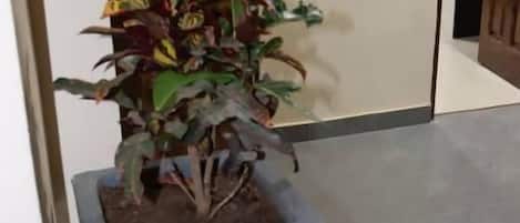 Una planta en maceta con hojas verdes y rojas en un rincón de una habitación, con suelo de baldosas y una puerta de madera al fondo.