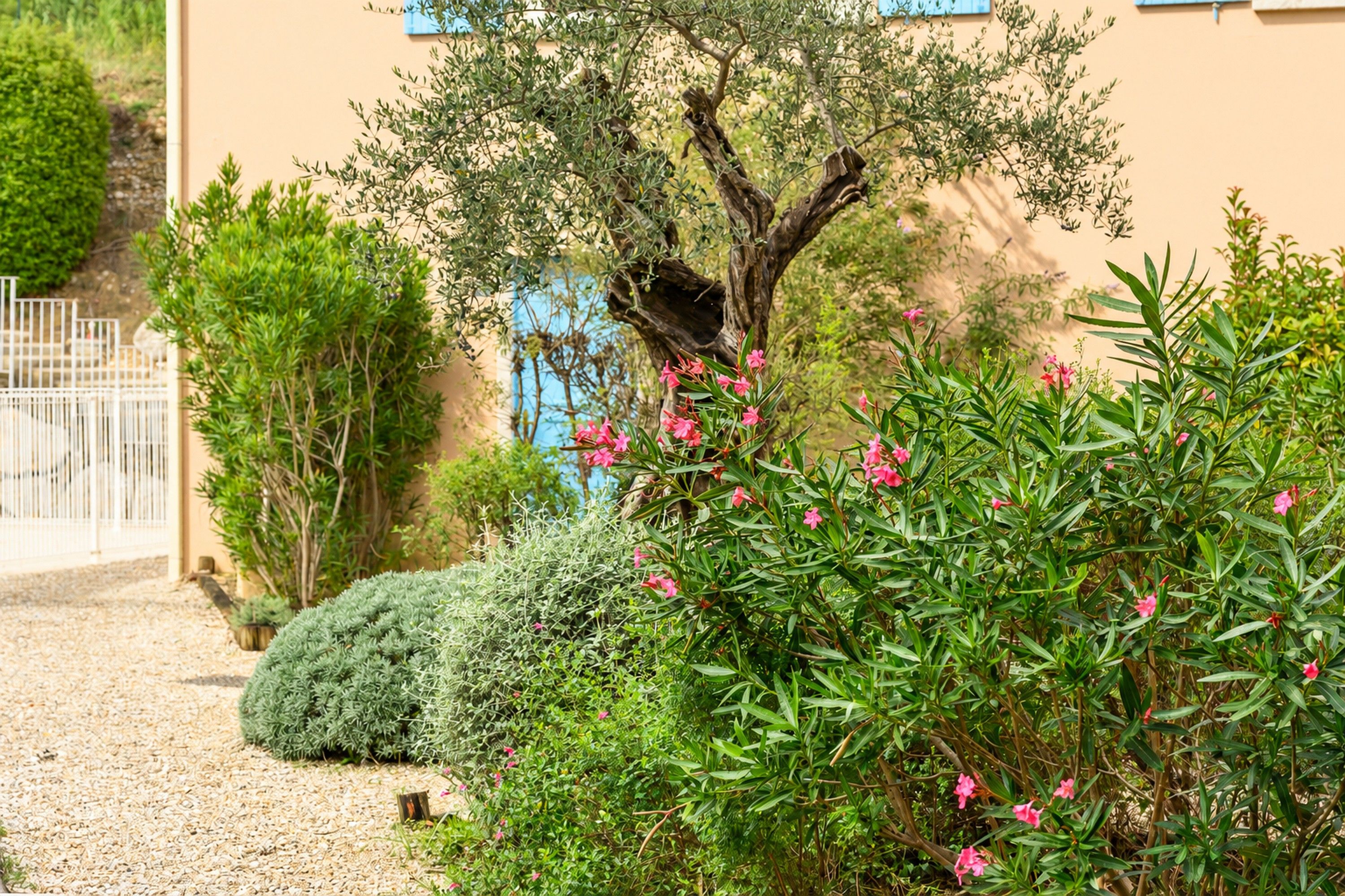 Un jardín con diversas plantas y un árbol de flores rosadas.