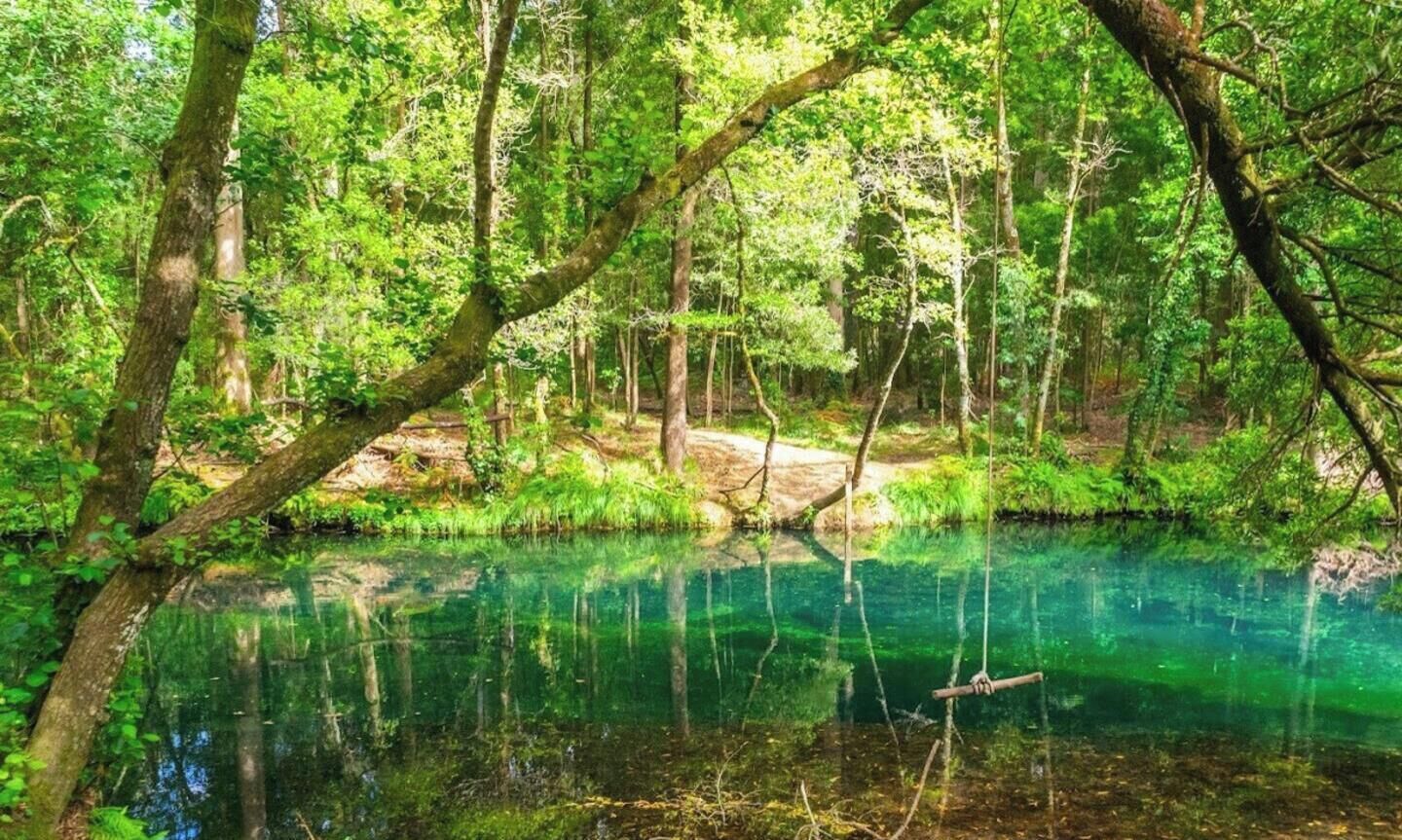 Een bebost gebied met een helder waterlichaam en een schommel.