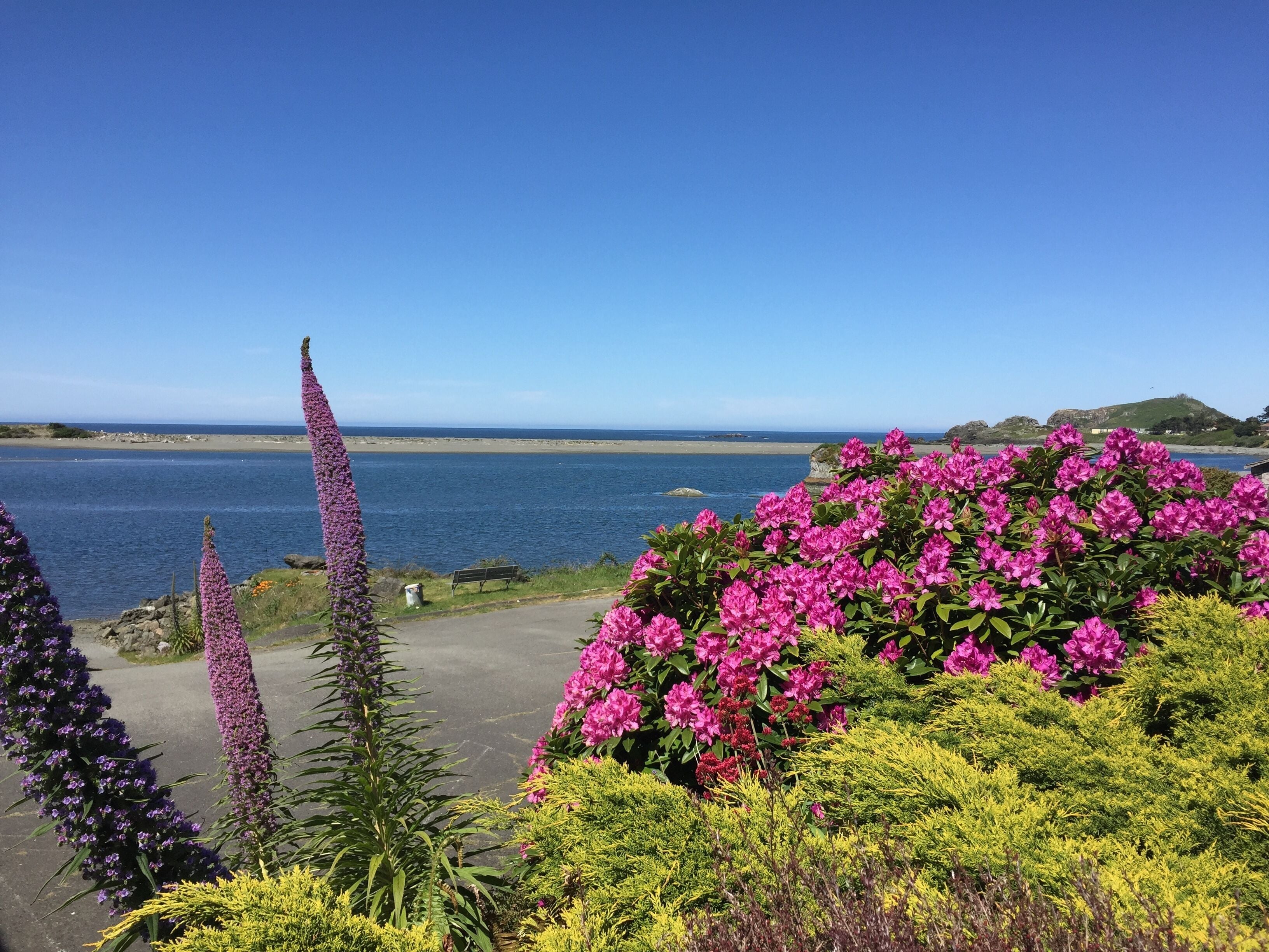 A coastal landscape with a bench, flowering plants, and a view of the sea.