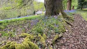 A forested area with a path, moss-covered tree roots, and a building in the background. - Sanctuary in the Surrey Hills, Secluded Woodland Cottage, Walking Cycling Nature (Ranmore Common)