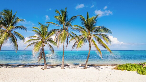 A beach with palm trees and a hammock. - Cottage By The Sea ~Wonderful Family Friendly 2-bedroom with AC in East End (East End)