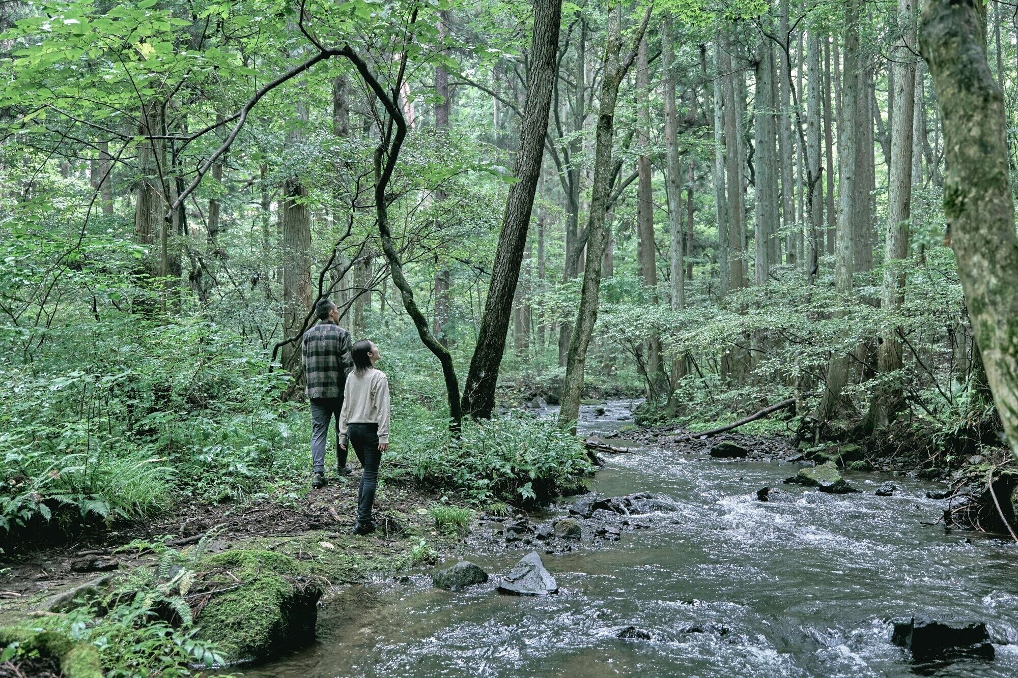 A forested area with a stream and a person standing by the water.