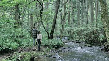 A forested area with a stream and a person standing by the water.