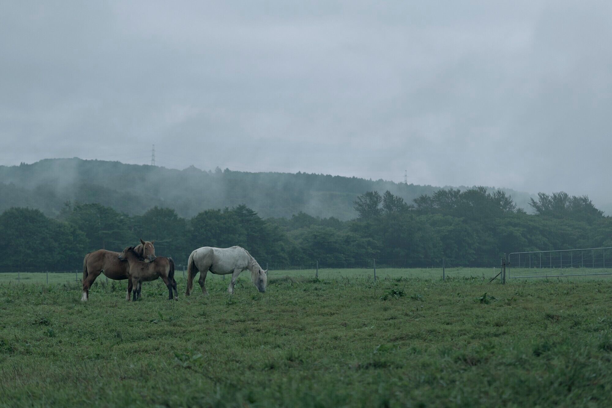 Un campo cubierto de hierba con tres caballos pastando.