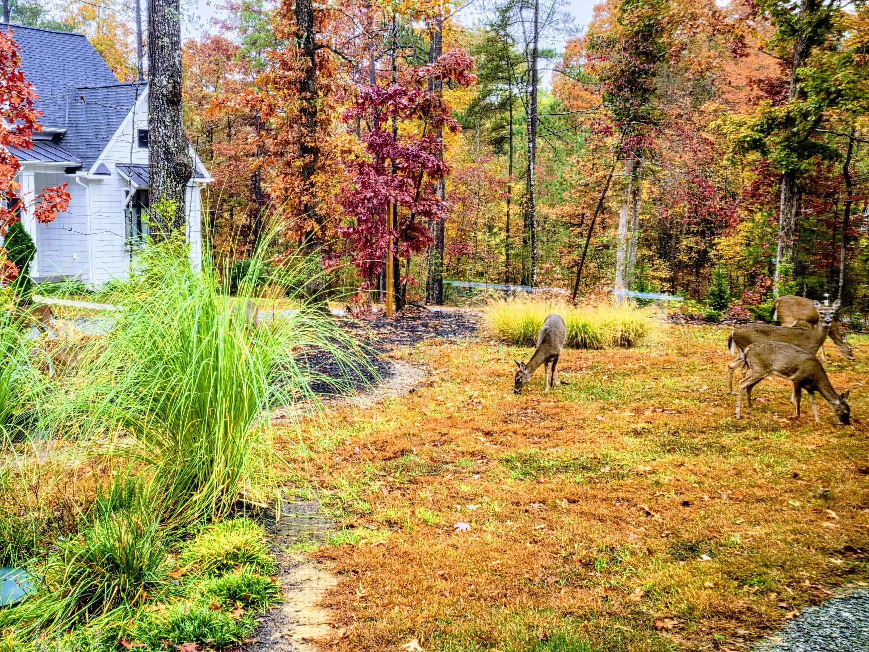 Ein Wohngebiet mit einem Haus, einem Rasengrundstück und herbstlich gefärbten Bäumen.