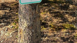 A sign indicating reserved parking for a camp site. - Resurrection Campsite 1 (Hope)