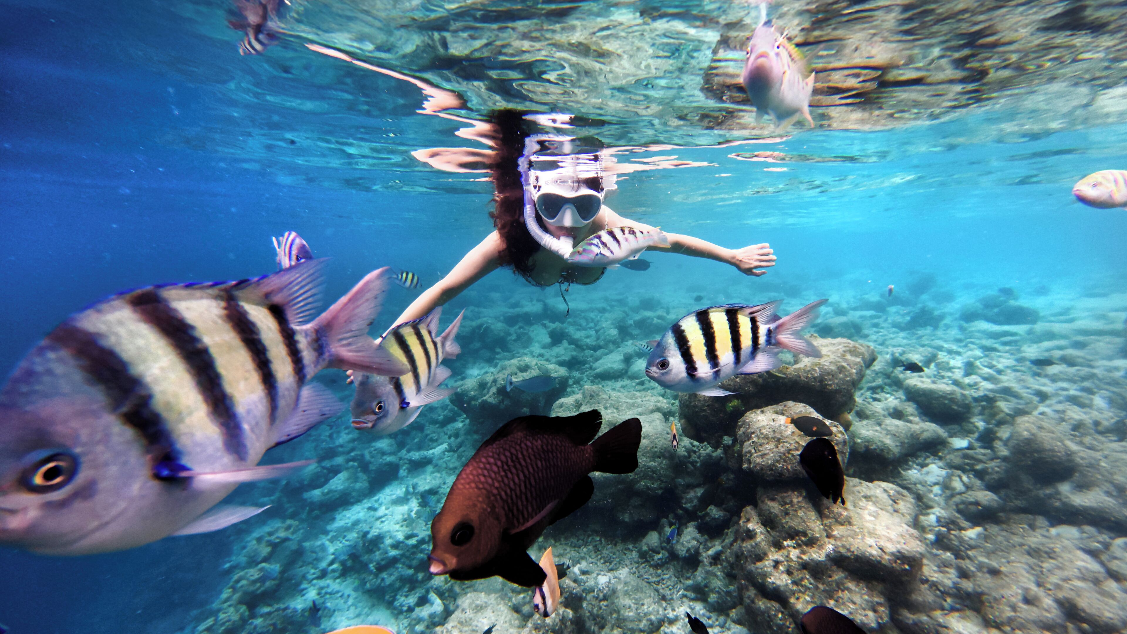 An underwater scene with a person snorkeling among various fish.