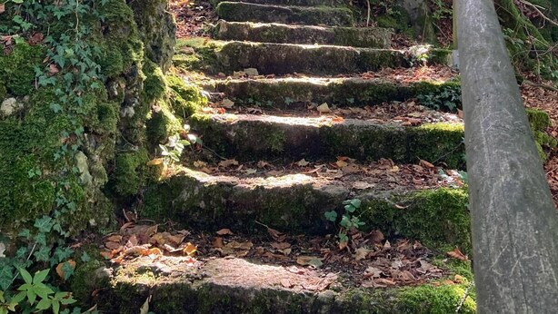 A set of stone steps leading up a forested path, surrounded by trees and moss-covered rocks.