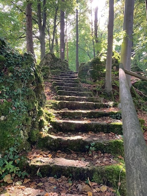 A set of stone steps leading up a forested path, surrounded by trees and moss-covered rocks.