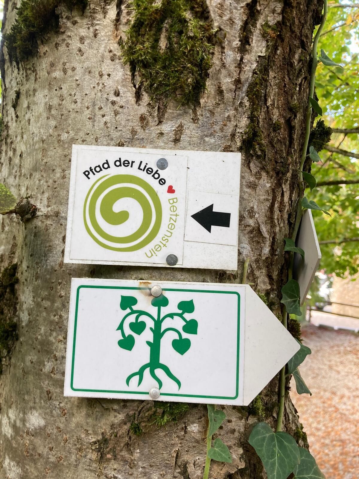 Un árbol con dos señales de dirección.