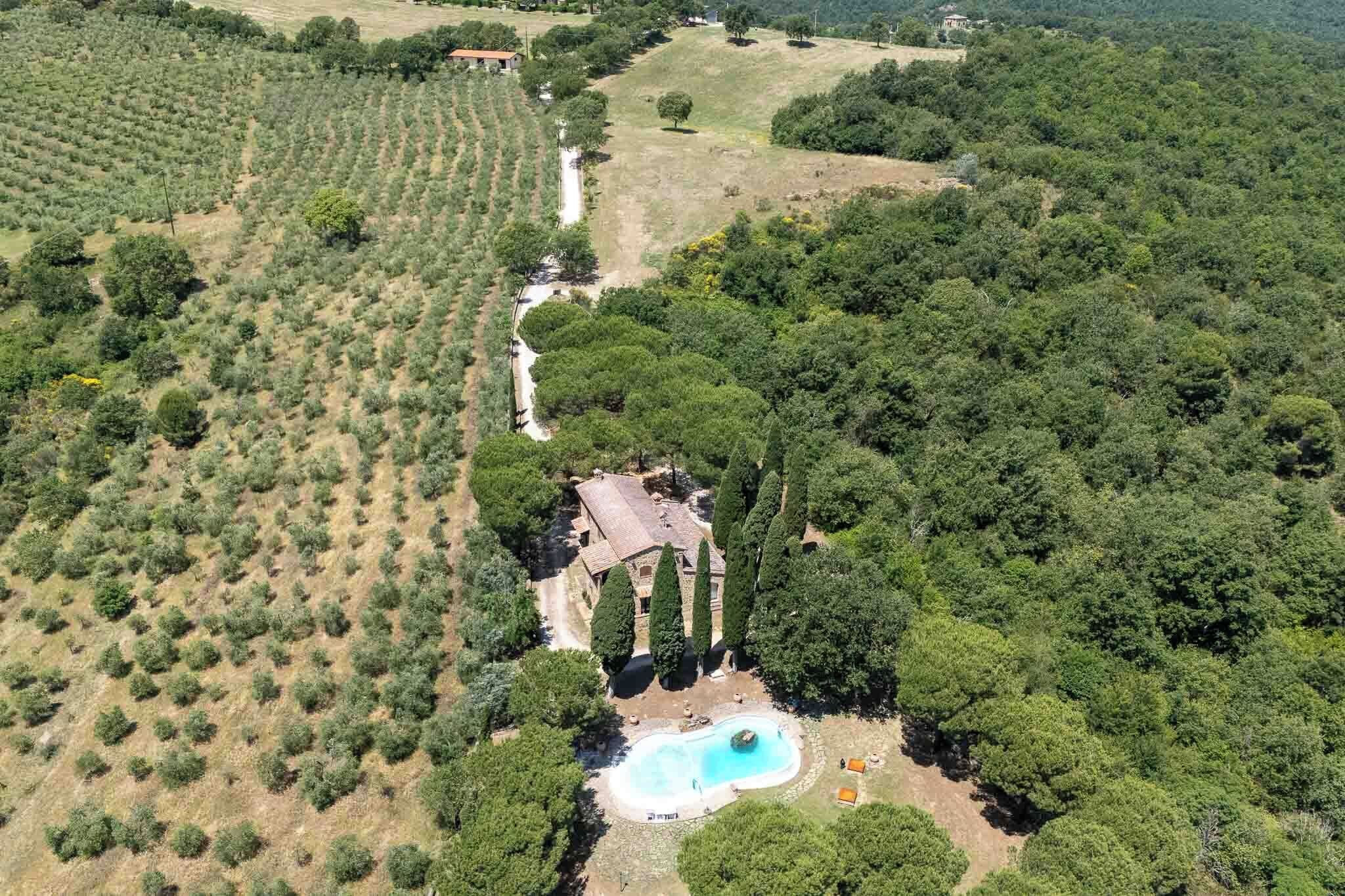 An aerial view of a property with olive groves, a swimming pool, and a house surrounded by trees.
