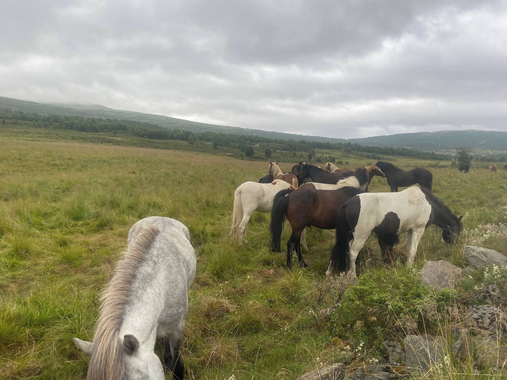 A herd of horses grazing in a grassy field with rolling hills in the background.