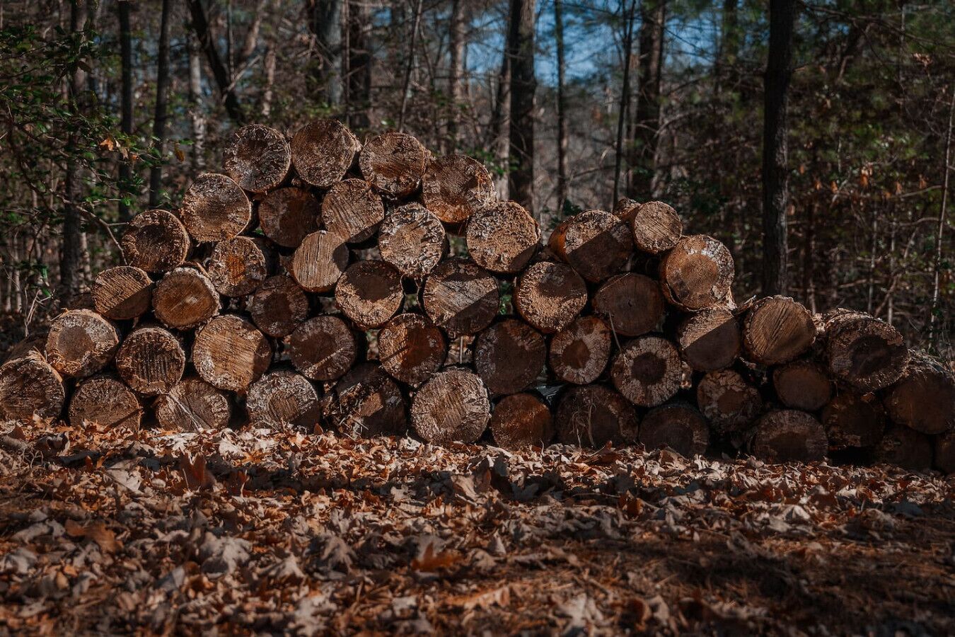 A stack of logs in a forest.