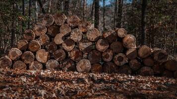 A stack of logs in a forest.