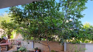 Un'area patio con un albero, piante in vaso e un barbecue.