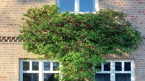 A brick house with a garden, a large rock, and a tree growing over the window. - Feldblick art oasis, near the heath and the Pietzmoor (Schneverdingen)