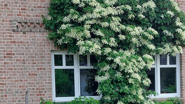 A brick house with a window, a garden with various plants, and a rock. - Feldblick art oasis, near the heath and the Pietzmoor (Schneverdingen)