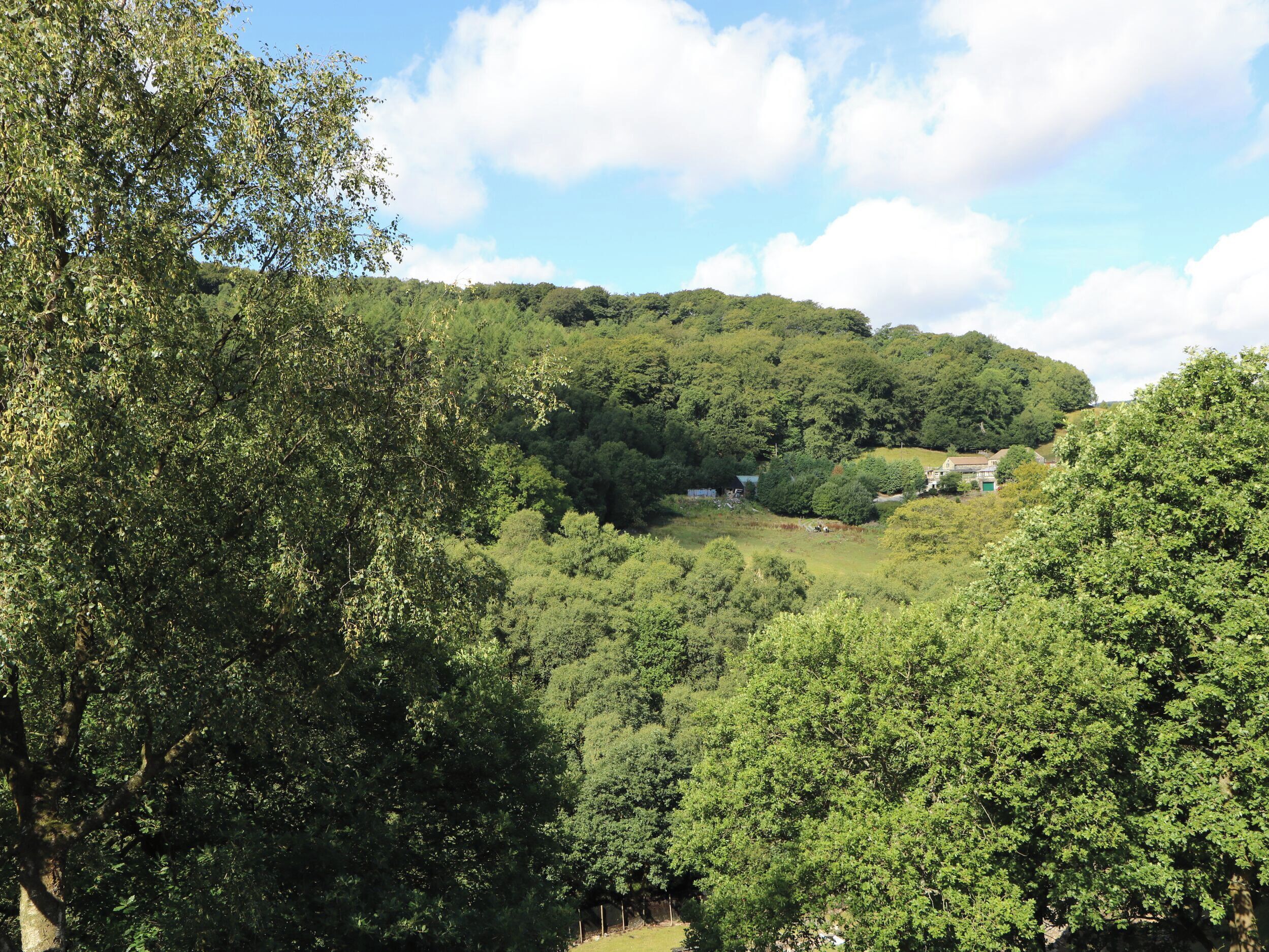 Un paysage verdoyant et luxuriant, avec des arbres denses et une colline en arrière-plan.