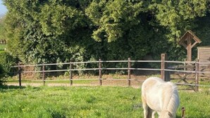 Un cavallo bianco che pascola vicino a una recinzione di legno in un prato erboso con alberi sullo sfondo.