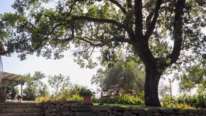A stone wall, a large tree, and a building with a covered area in the background. - Il Poggetto di Barbara - Casa Bianca (Scansano)