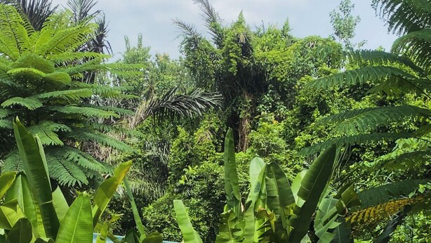 A breakfast buffet with various dishes and drinks on a glass table by a poolside, surrounded by lush greenery. - Lovely 2-bedroom villa with AC in beautiful Ubud Bali (Bali)