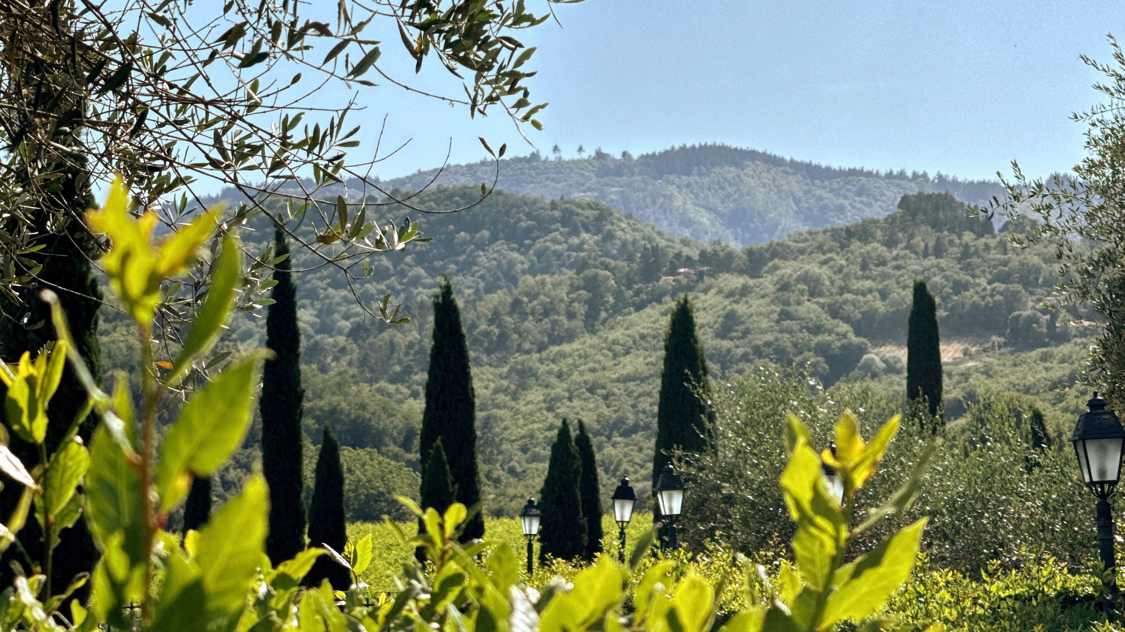 A garden with tall trees, a hill in the background, and a street lamp.