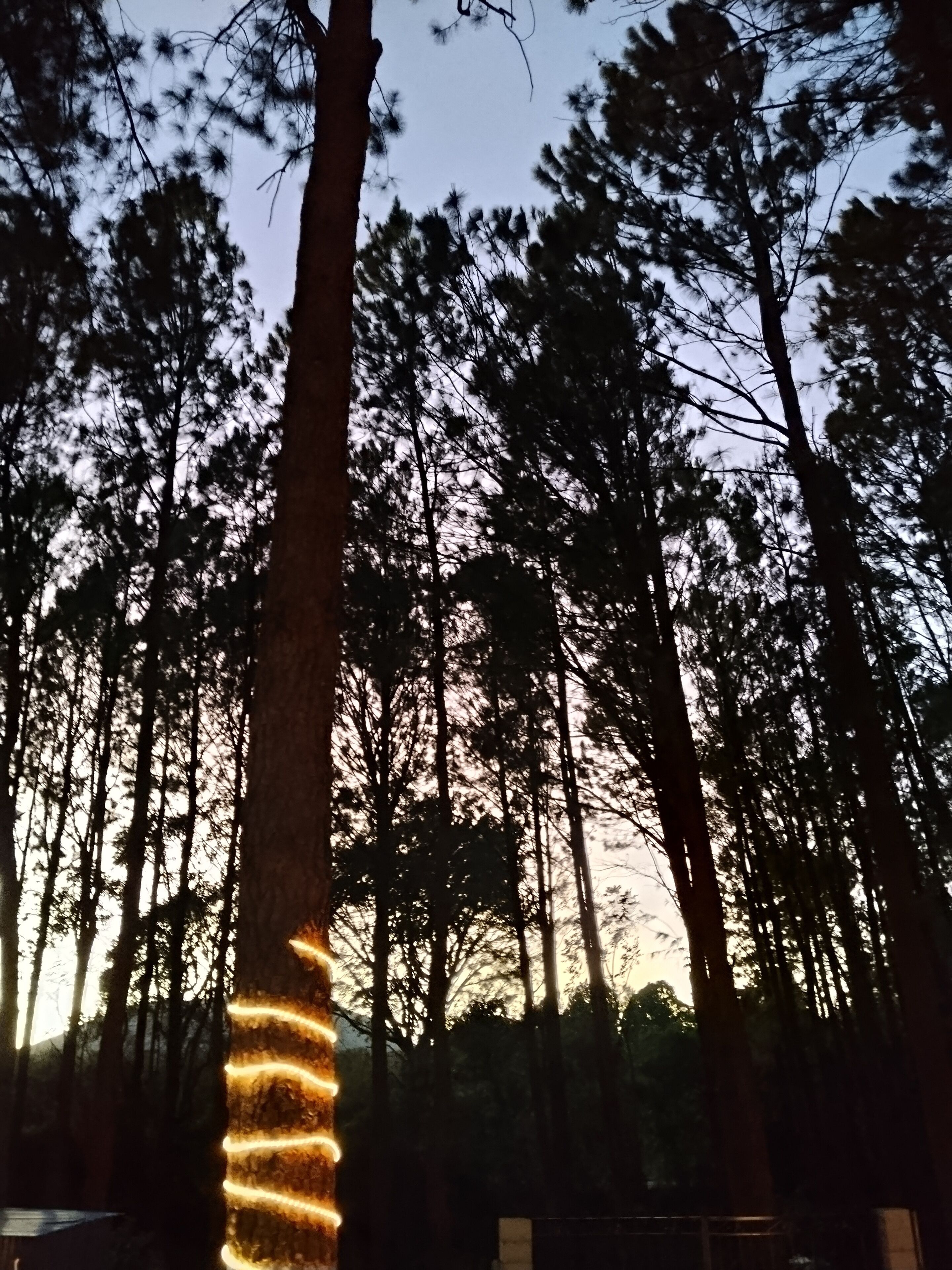 Un árbol alto con una tira de luz enrollada alrededor, rodeado por un bosque de árboles altos.