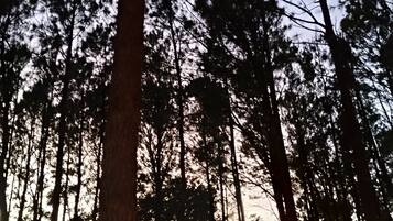 Un árbol alto con una tira de luz enrollada alrededor, rodeado por un bosque de árboles altos.