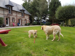 A grassy yard with two dogs, a brick building, and a red picnic table.