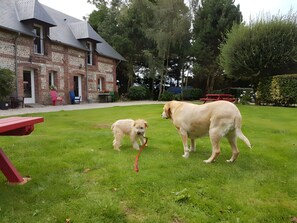 En gräsig gård med två hundar, en byggnad av tegel och ett rött picknickbord.