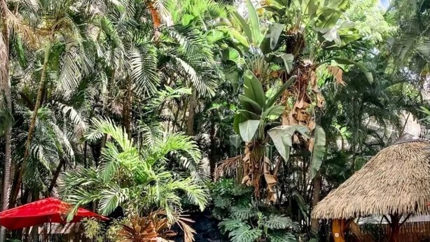 Ein Poolbereich mit einer natürlichen Felsformation und üppiger tropischer Vegetation.