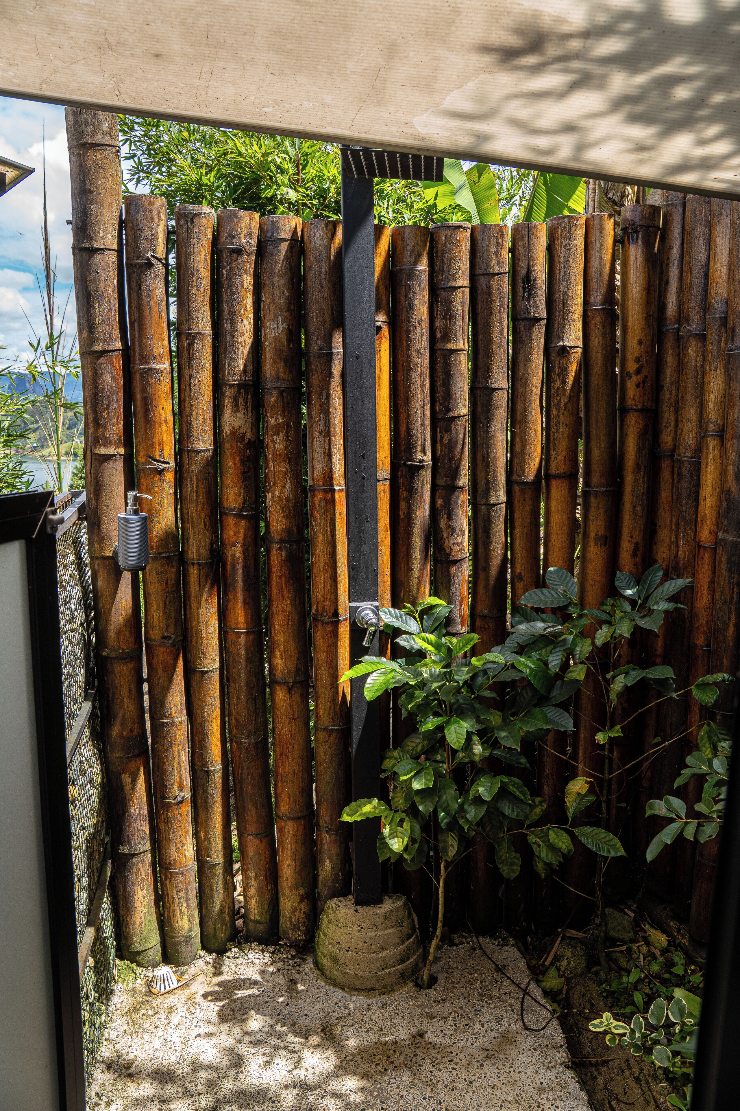A bamboo fence with a small plant in front.