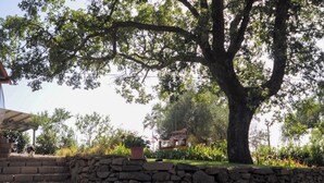 A stone wall, a large tree, and a building in the background. - Il Poggetto di Barbara - Casa Bianca (Scansano)