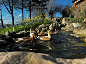 A pond with ducks and yellow flowers, surrounded by rocks and trees. - Pets- Garden- Bbq- Parking- Fireplace- Sleeps 6 (Llanrwst)