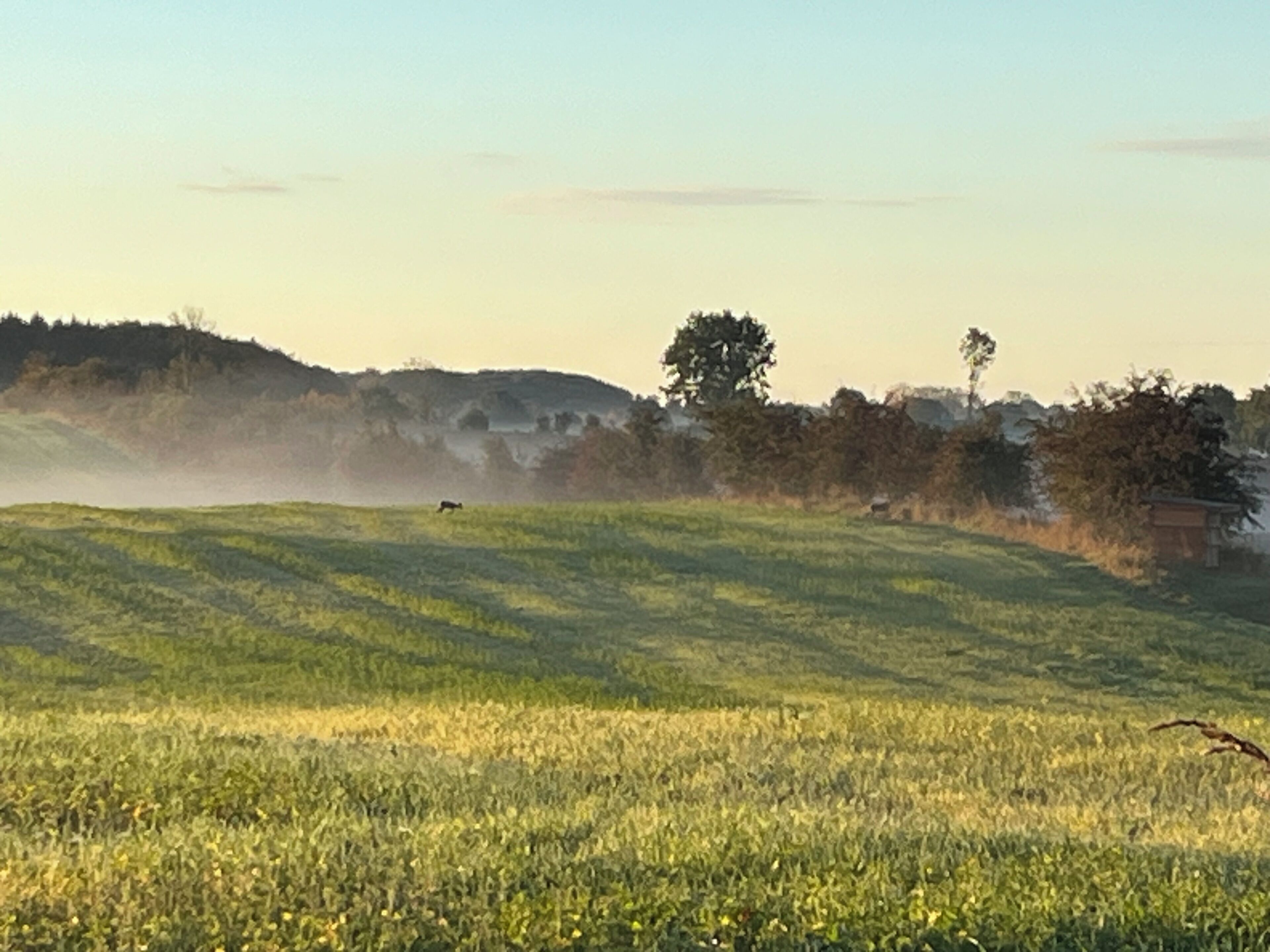 A field with a distant animal, trees, and a building.