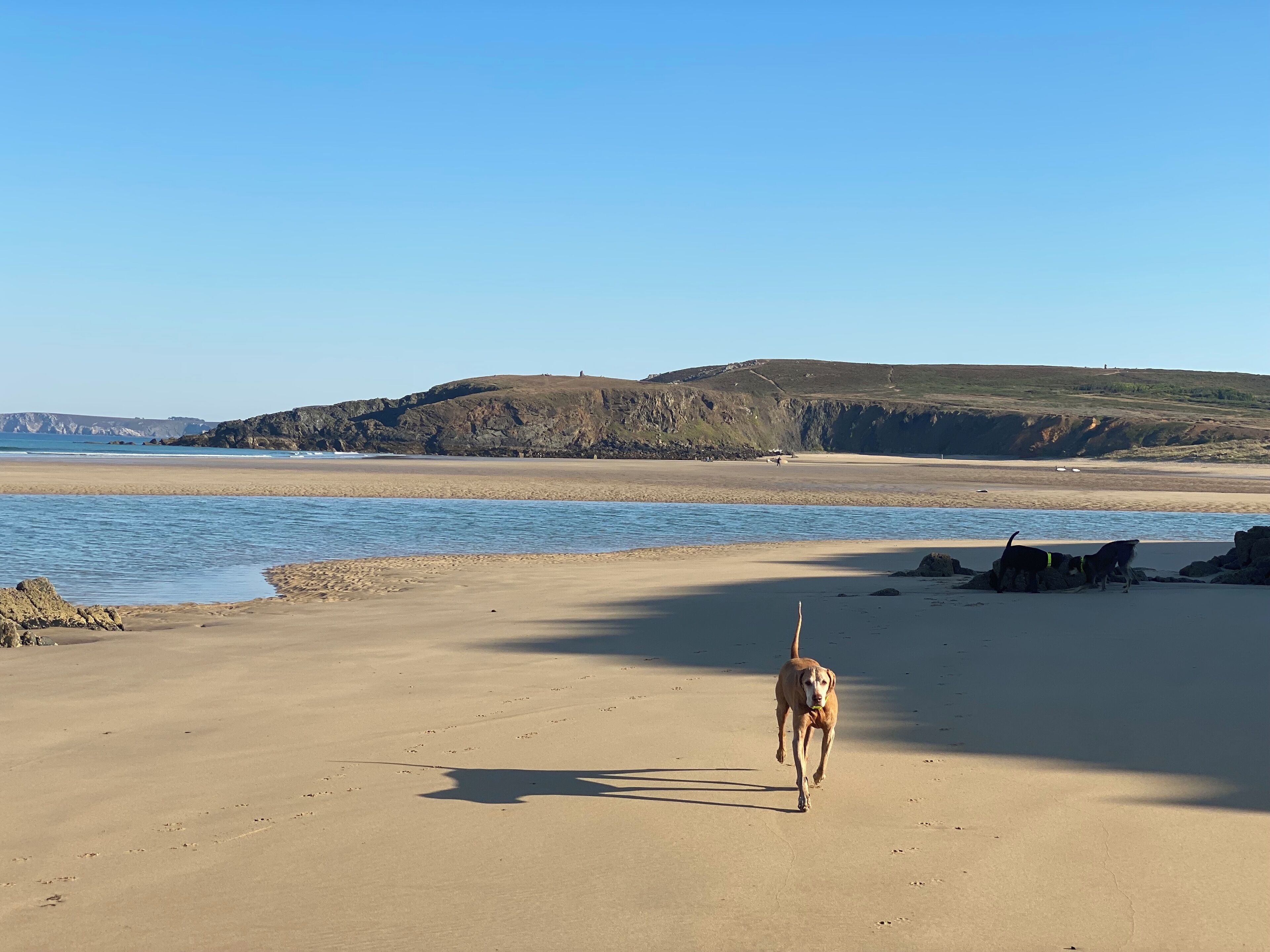 Une plage où l’on voit un chien se promener sur le sable, un rivage rocheux et un ciel dégagé.