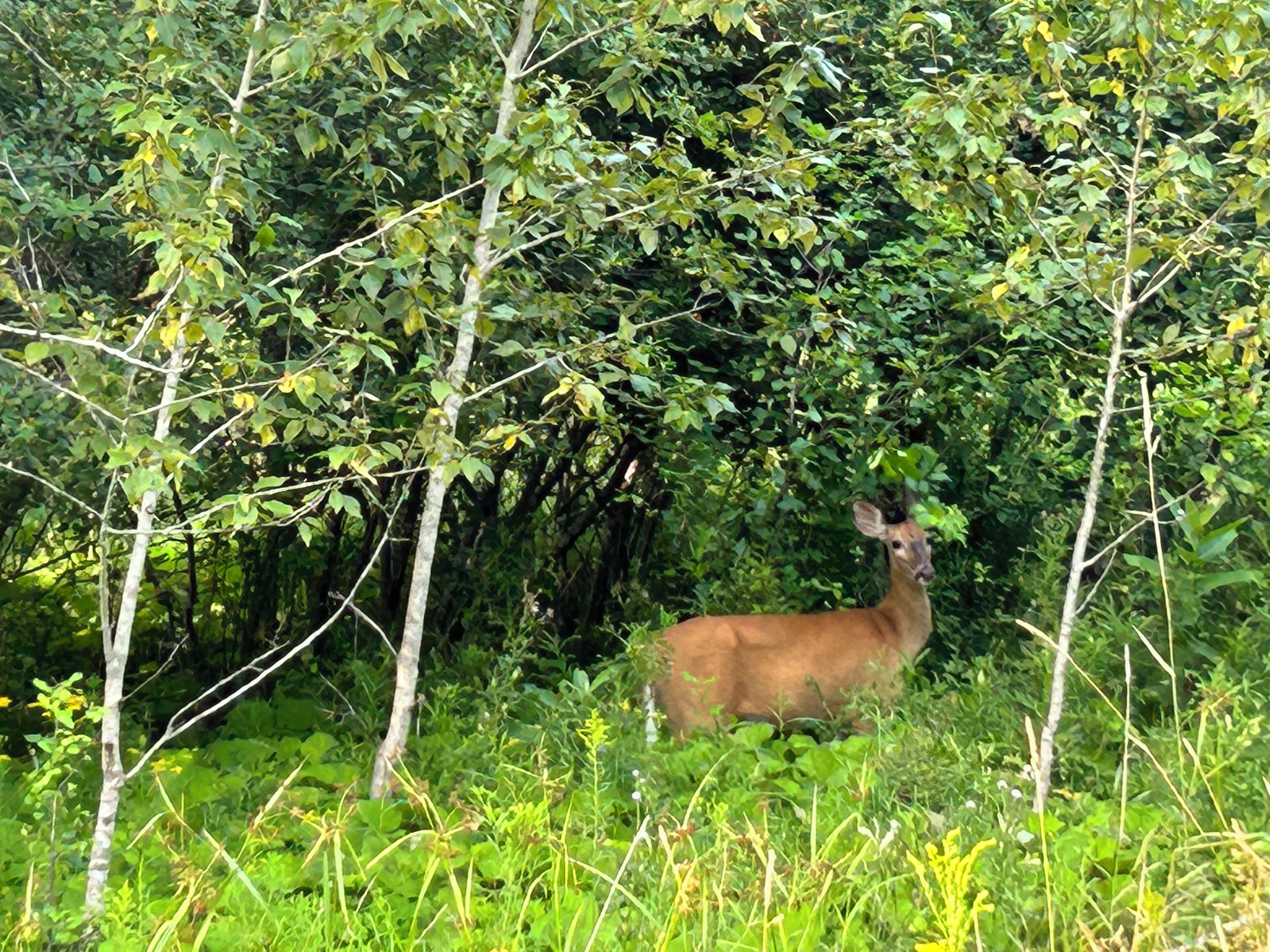 Hirvi tiheässä metsässä, jossa on korkeita puita ja runsasta aluskasvillisuutta.